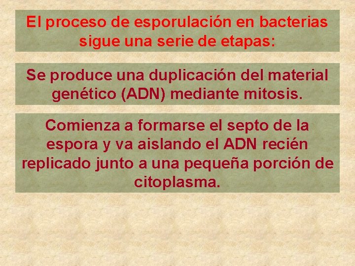 El proceso de esporulación en bacterias sigue una serie de etapas: Se produce una