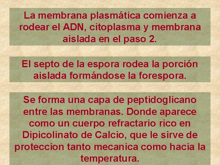 La membrana plasmática comienza a rodear el ADN, citoplasma y membrana aislada en el