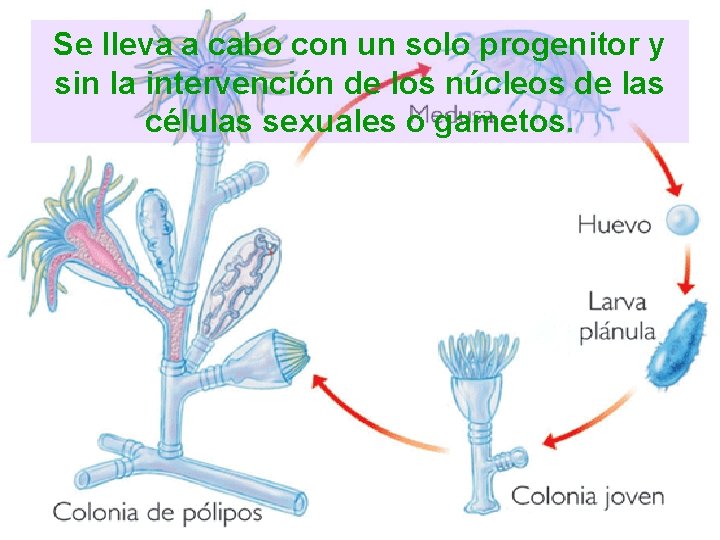 Se lleva a cabo con un solo progenitor y sin la intervención de los