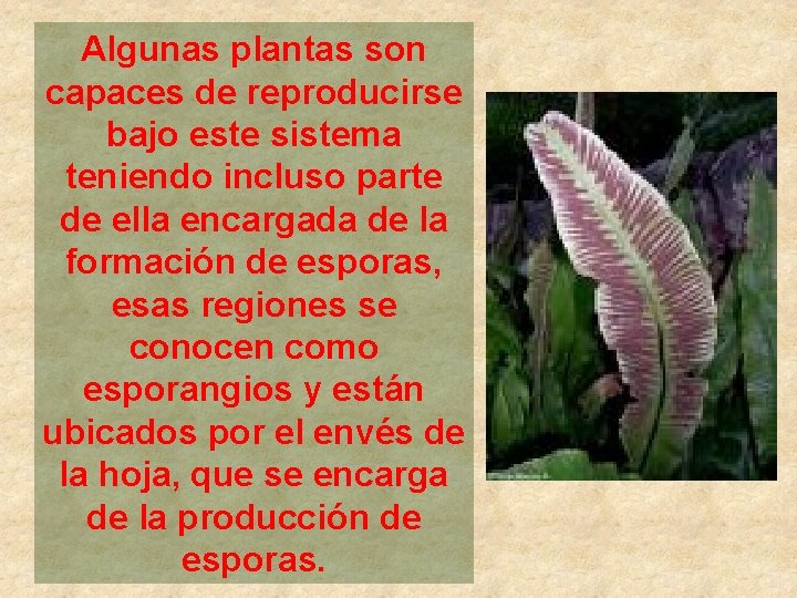 Algunas plantas son capaces de reproducirse bajo este sistema teniendo incluso parte de ella