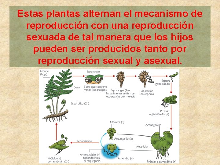 Estas plantas alternan el mecanismo de reproducción con una reproducción sexuada de tal manera