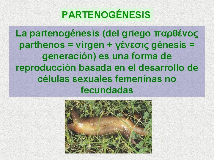 PARTENOGÉNESIS La partenogénesis (del griego παρθένος parthenos = virgen + γένεσις génesis = generación)