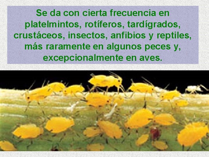 Se da con cierta frecuencia en platelmintos, rotíferos, tardígrados, crustáceos, insectos, anfibios y reptiles,