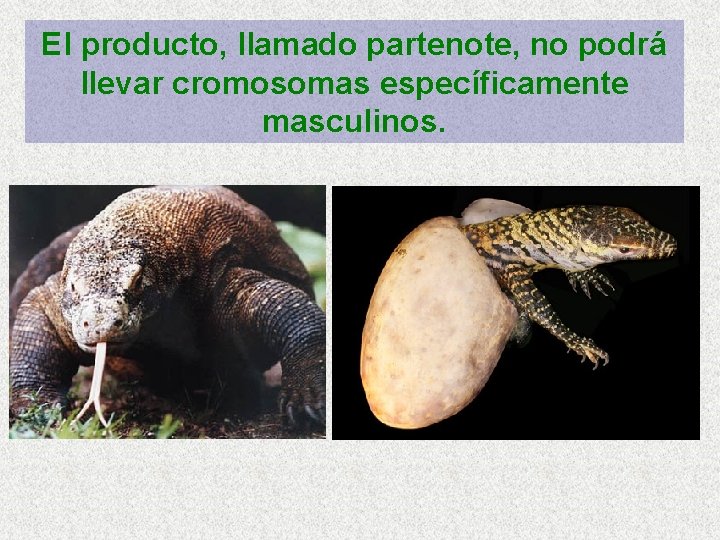 El producto, llamado partenote, no podrá llevar cromosomas específicamente masculinos. 