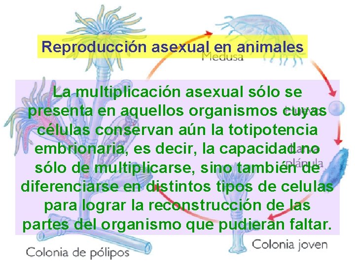 Reproducción asexual en animales La multiplicación asexual sólo se presenta en aquellos organismos cuyas