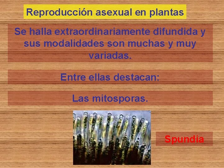 Reproducción asexual en plantas Se halla extraordinariamente difundida y sus modalidades son muchas y