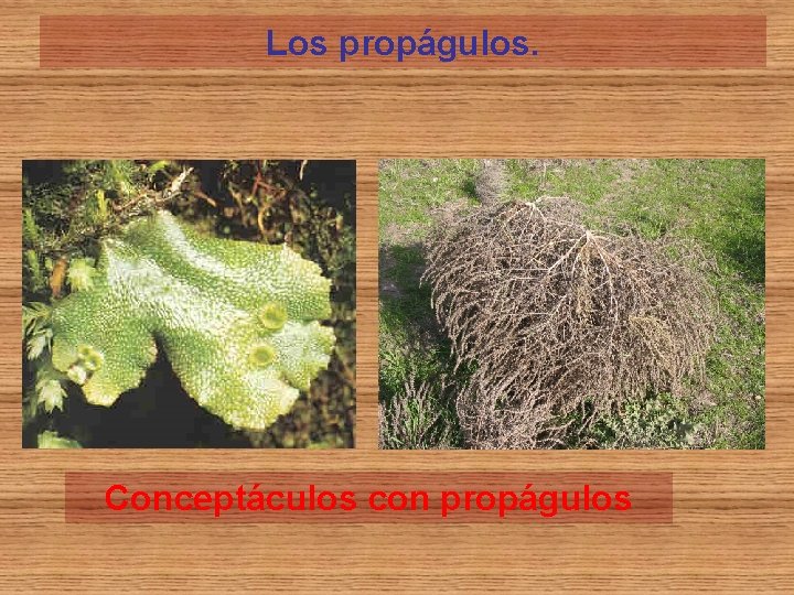 Los propágulos. Conceptáculos con propágulos 