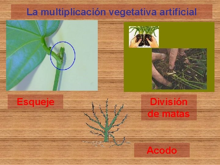 La multiplicación vegetativa artificial Esqueje División de matas Acodo 