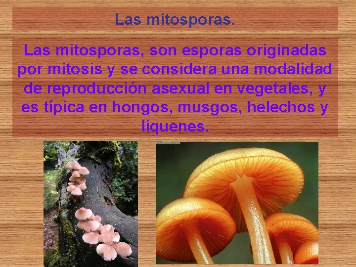 Las mitosporas, son esporas originadas por mitosis y se considera una modalidad de reproducción