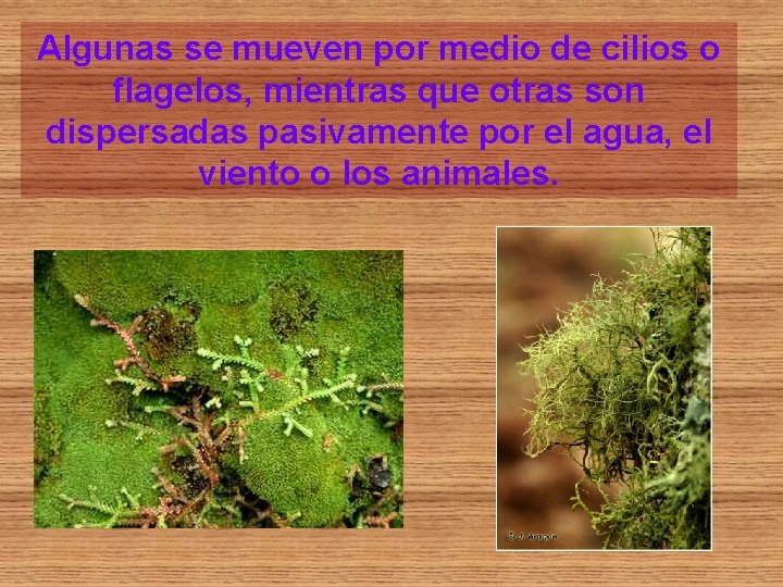 Algunas se mueven por medio de cilios o flagelos, mientras que otras son dispersadas