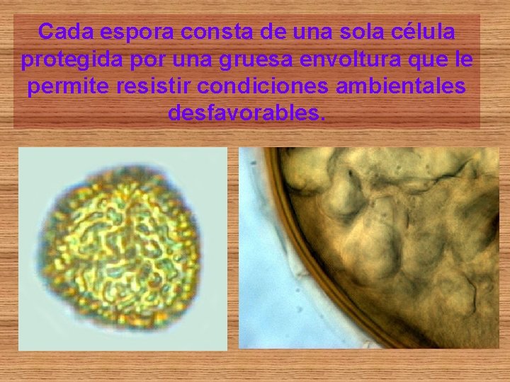 Cada espora consta de una sola célula protegida por una gruesa envoltura que le