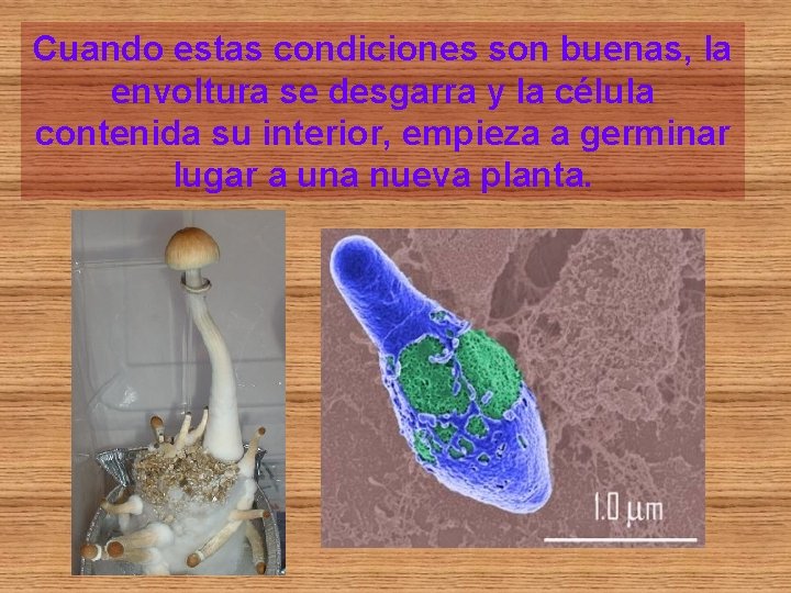 Cuando estas condiciones son buenas, la envoltura se desgarra y la célula contenida su