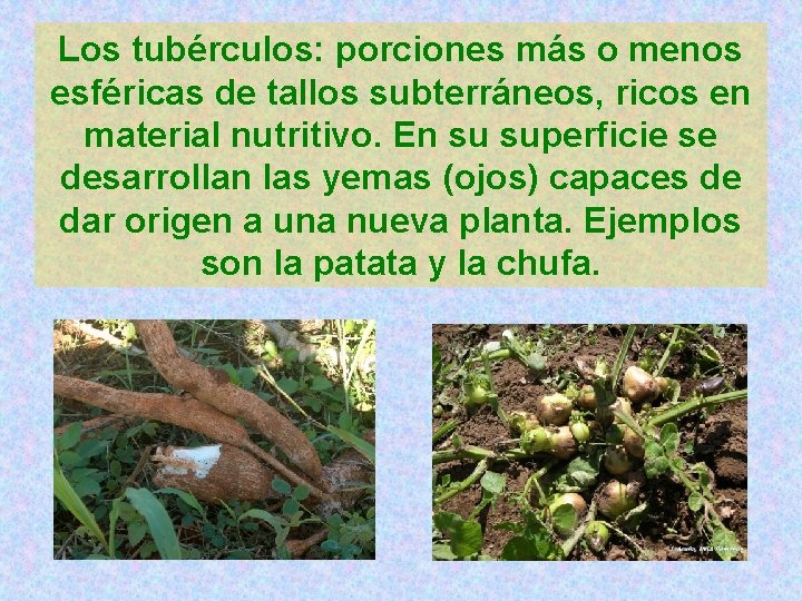 Los tubérculos: porciones más o menos esféricas de tallos subterráneos, ricos en material nutritivo.