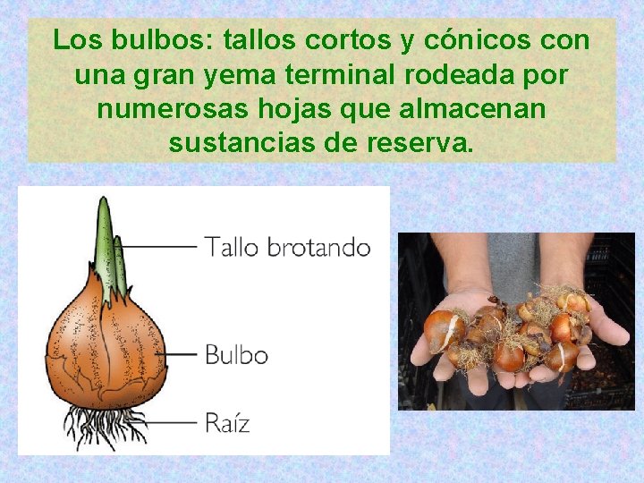 Los bulbos: tallos cortos y cónicos con una gran yema terminal rodeada por numerosas