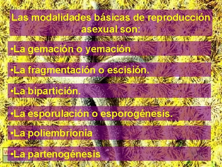 Las modalidades básicas de reproducción asexual son: • La gemación o yemación • La