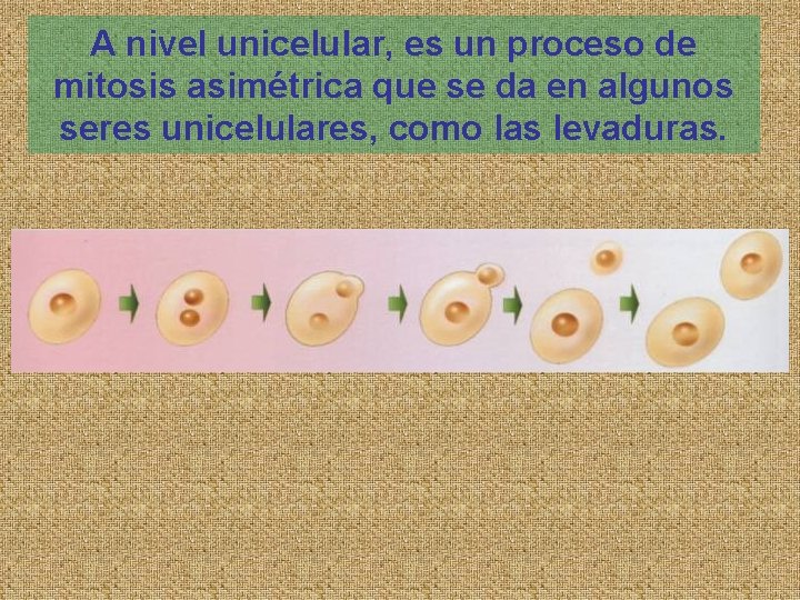 A nivel unicelular, es un proceso de mitosis asimétrica que se da en algunos