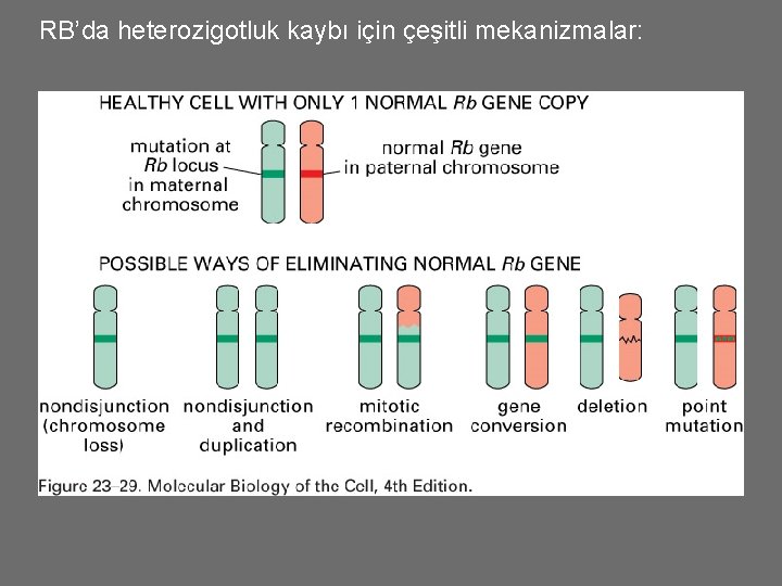 RB’da heterozigotluk kaybı için çeşitli mekanizmalar: 