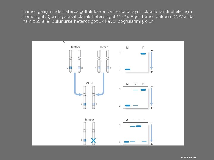 Tümör gelişiminde heterozigotluk kaybı. Anne-baba aynı lokusta farklı alleler için homozigot. Çocuk yapısal olarak