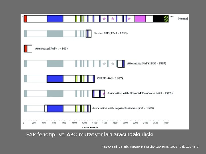 FAP fenotipi ve APC mutasyonları arasındaki ilişki Fearnhead ve ark. Human Molecular Genetics, 2001,