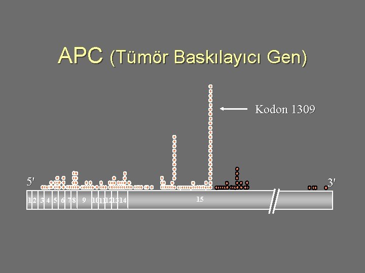 APC (Tümör Baskılayıcı Gen) Kodon 1309 5' 1 2 3 4 5 6 7