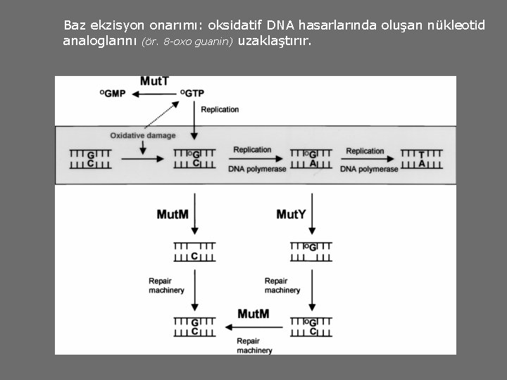 Baz ekzisyon onarımı: oksidatif DNA hasarlarında oluşan nükleotid analoglarını (ör. 8 -oxo guanin) uzaklaştırır.