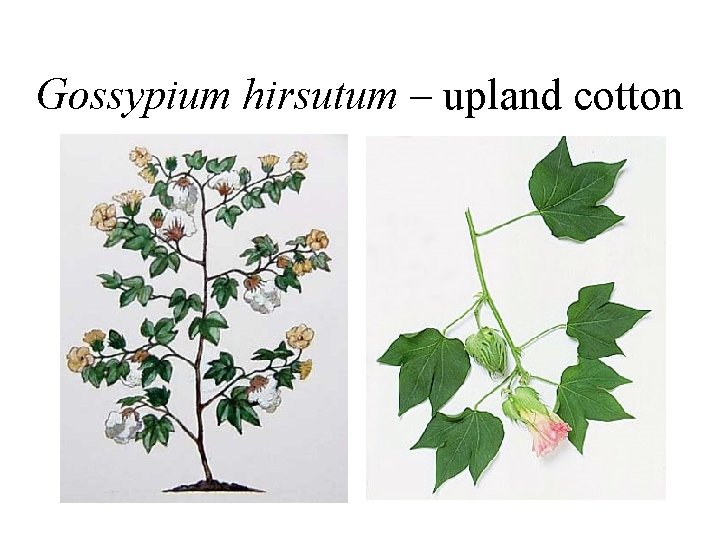 Gossypium hirsutum – upland cotton 