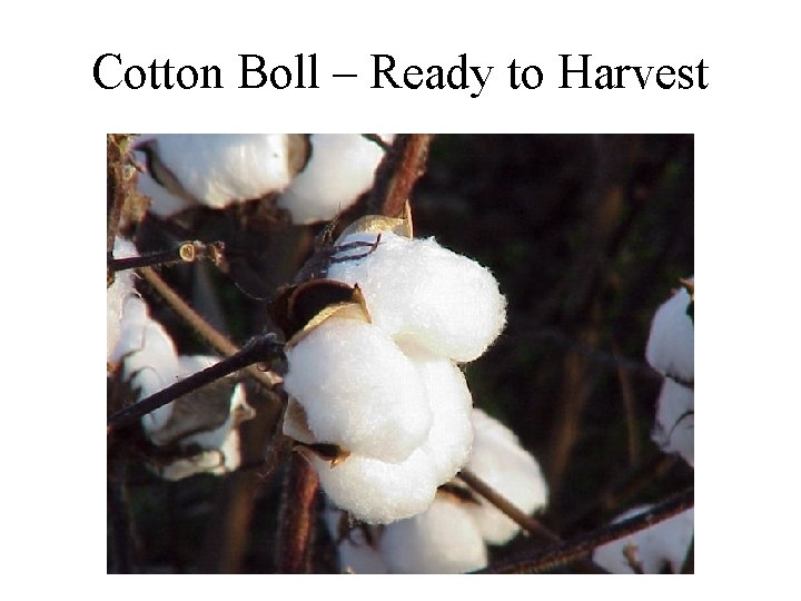 Cotton Boll – Ready to Harvest 