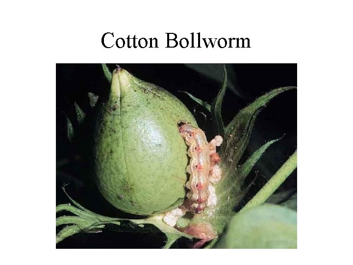 Cotton Bollworm 
