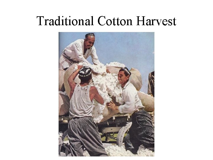 Traditional Cotton Harvest 