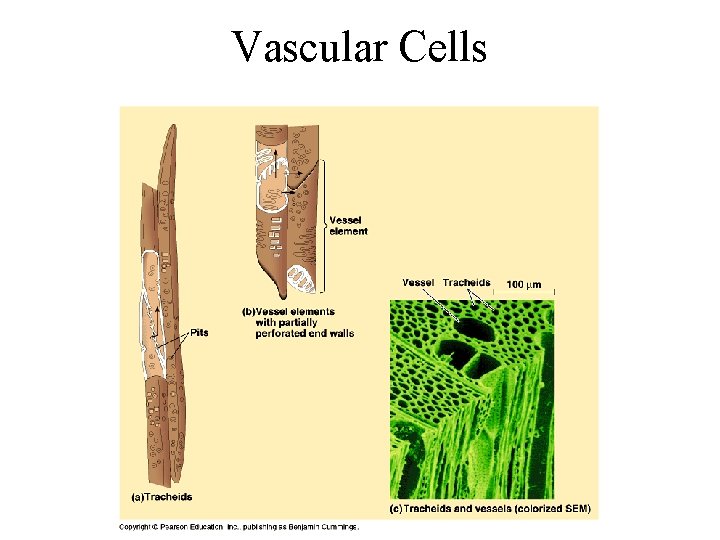 Vascular Cells 