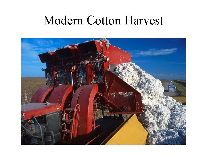 Modern Cotton Harvest 
