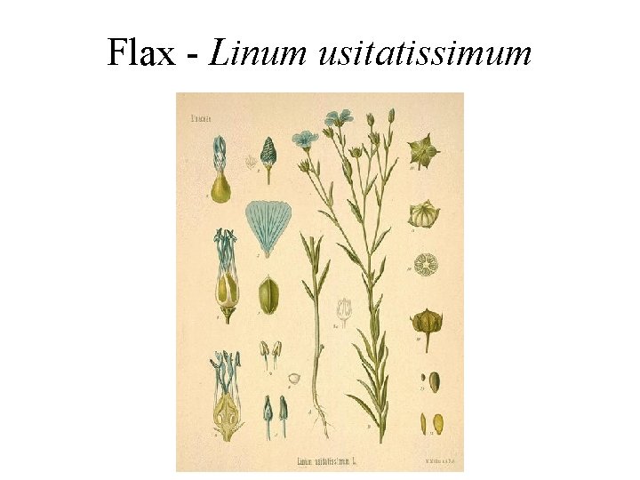 Flax - Linum usitatissimum 