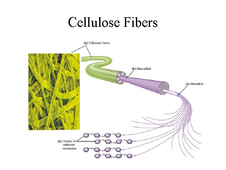 Cellulose Fibers 