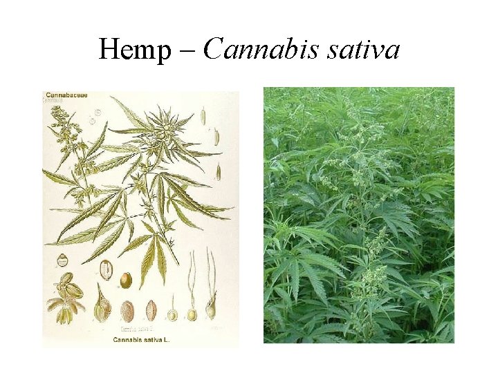 Hemp – Cannabis sativa 