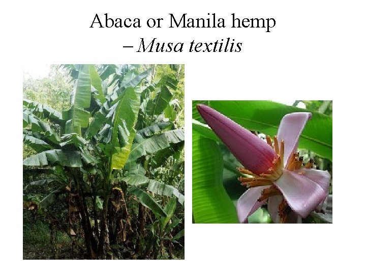 Abaca or Manila hemp – Musa textilis 