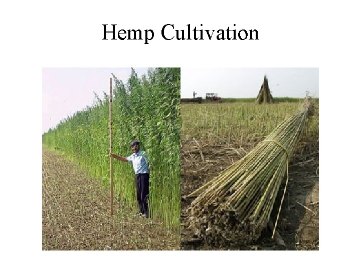 Hemp Cultivation 