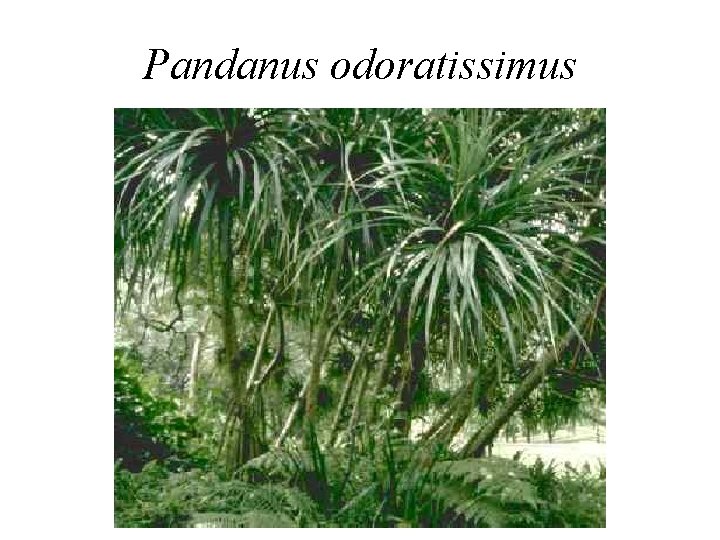 Pandanus odoratissimus 