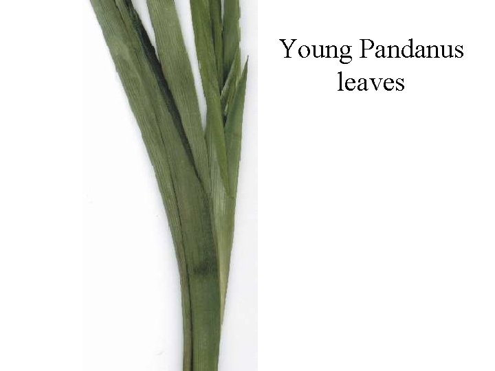 Young Pandanus leaves 