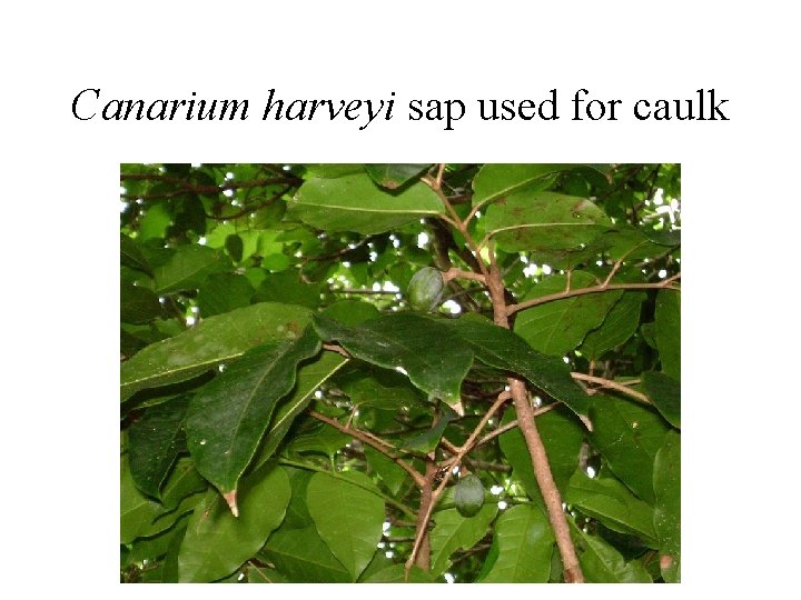 Canarium harveyi sap used for caulk 