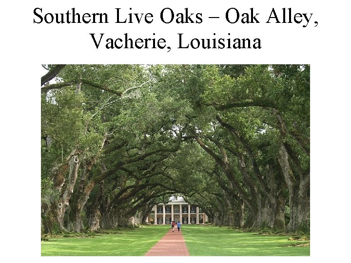 Southern Live Oaks – Oak Alley, Vacherie, Louisiana 