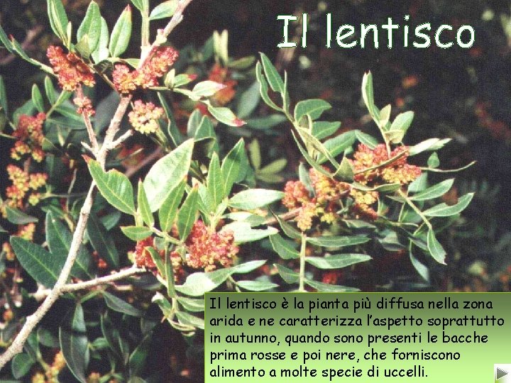 Il lentisco è la pianta più diffusa nella zona arida e ne caratterizza l’aspetto