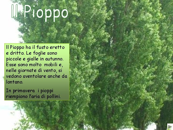 ll Pioppo ha il fusto eretto e dritto. Le foglie sono piccole e gialle