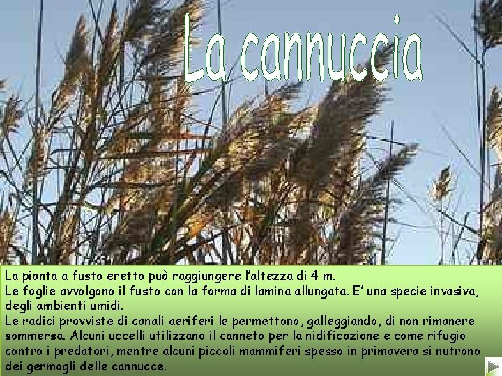 La pianta a fusto eretto può raggiungere l’altezza di 4 m. Le foglie avvolgono