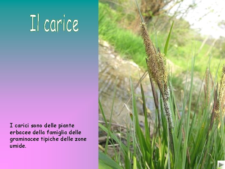 I carici sono delle piante erbacee della famiglia delle graminacee tipiche delle zone umide.