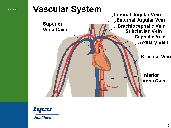 Vascular System Superior Vena Cava Internal Jugular Vein External Jugular Vein Brachlocephalic Vein Subclavian