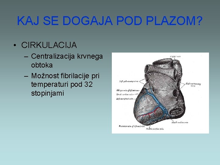 KAJ SE DOGAJA POD PLAZOM? • CIRKULACIJA – Centralizacija krvnega obtoka – Možnost fibrilacije