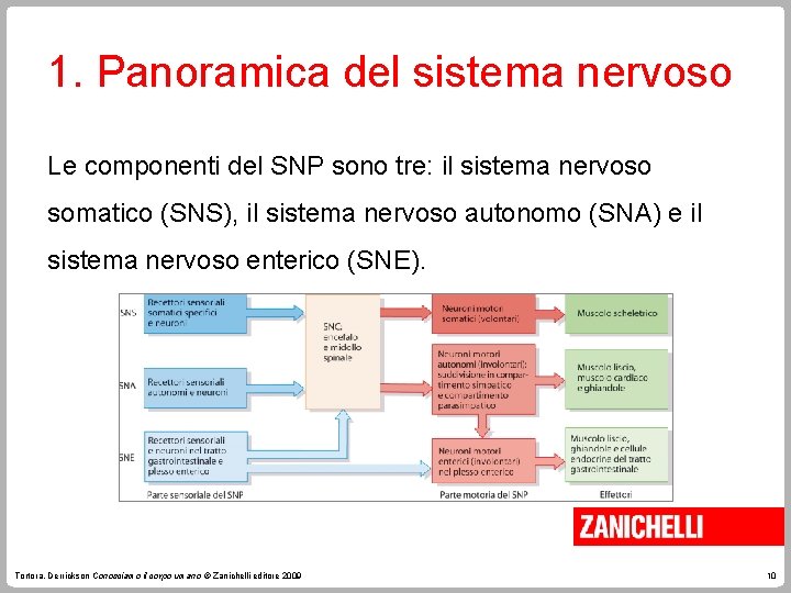 1. Panoramica del sistema nervoso Le componenti del SNP sono tre: il sistema nervoso