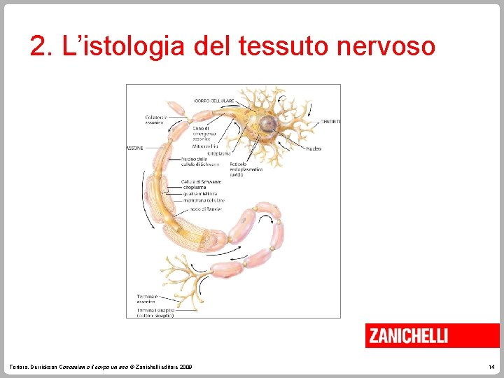 2. L’istologia del tessuto nervoso Tortora, Derrickson Conosciamo il corpo umano © Zanichelli editore