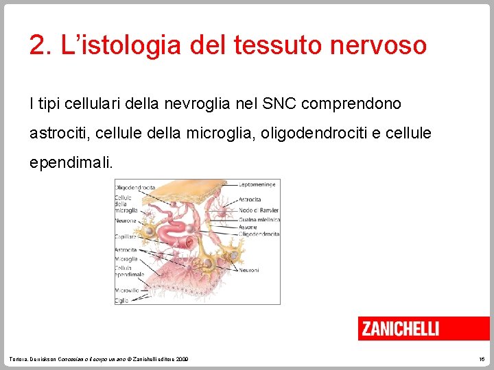 2. L’istologia del tessuto nervoso I tipi cellulari della nevroglia nel SNC comprendono astrociti,