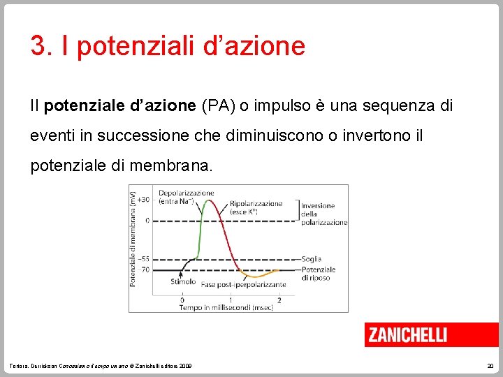 3. I potenziali d’azione Il potenziale d’azione (PA) o impulso è una sequenza di